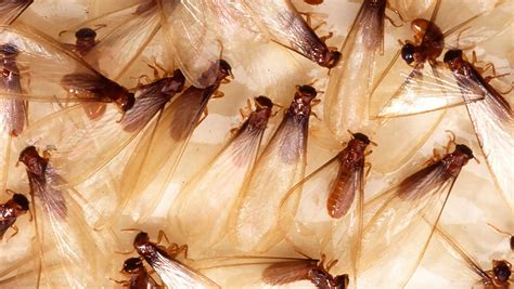 what are swarmer termites